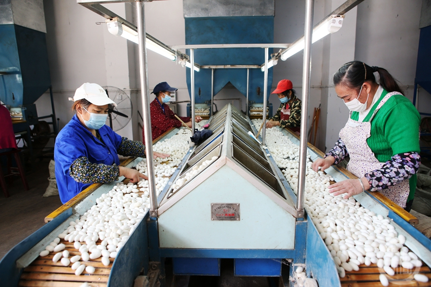 Natural white silkworm cocoons for 6A grade raw silk production sericulture process