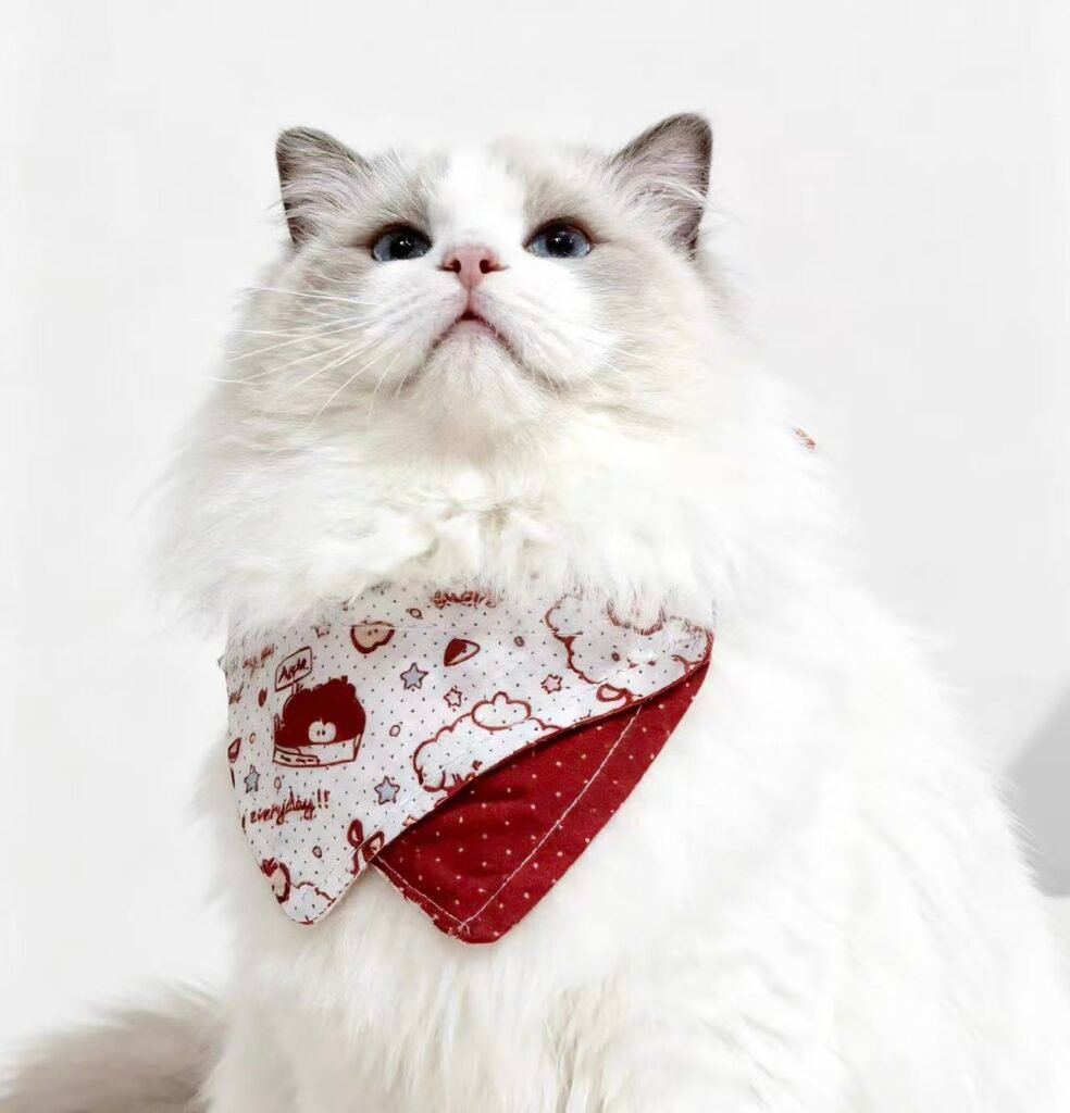 The Ultimate Cat with Bandana Guide: How to Safely Style Your Bandana Kitty 1 微信图片 20251203155655 711 10