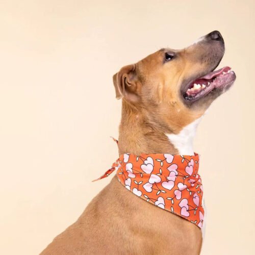 Happy Golden Retriever wearing a perfectly fitted large size dog bandana.